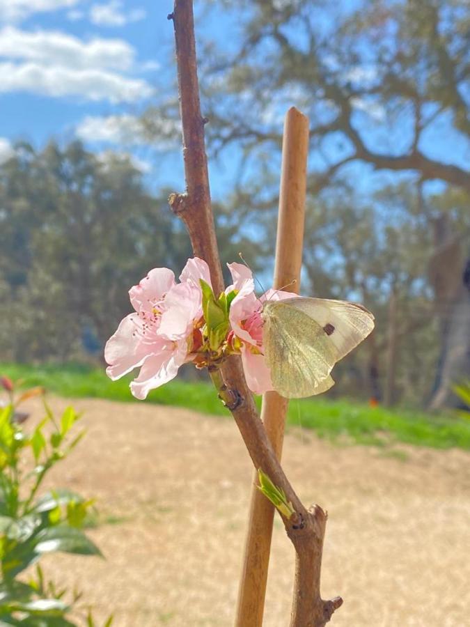 Herdade Da Maceira Villa Сао Луис Екстериор снимка